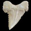 , Heavily Serrated Fossil Shark (Palaeocarcharodon) Tooth #51905-1